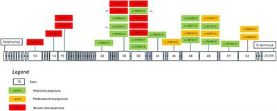 Clinical and molecular characteristics of Kabuki syndrome patients with missense variants—novel features and literature review